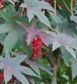 Ricinus-communis-Carmencita-Castor-bean-