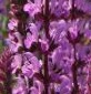 Salvia nemorosa Amethyst detail