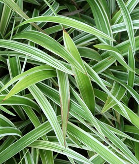 Sedge broadleaf close up