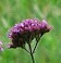 Verbena bonariensis 3