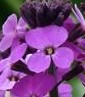 Wallflower erysimum_bowles_mauve detail