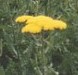 Yarrow achillea_moonshine