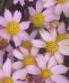 coreopsis rosea AmericanDream