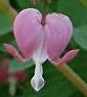 dicentra__bleeding_heart_