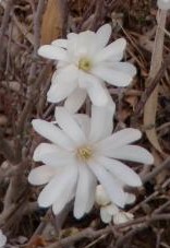 magnolia_stellata_royal_star