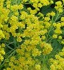 solidago Golden Mosa detail