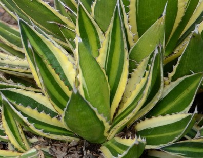 Agave center strip