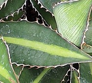 Agave lophantha Splendida 2