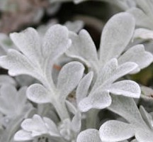 Artemesia _Silver_brocade