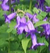 Campanula lactiflora mb