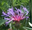 Centranthus ruber Centaurea montana Achillea Cornation Gold not mine