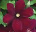 Clematis_Niobe