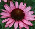 Coneflower Pixie Meadowbright