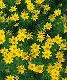 Coreopsis Zagreb