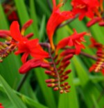 Crocosmia Lucifer