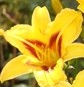 Daylily Bonanaz