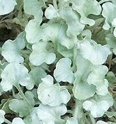 Dichondra_argentea 'Silver Falls'