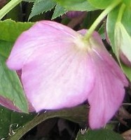 Helleborus orientalis