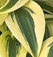 Hosta Autumn Frost