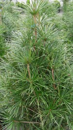 Umbrella Pine Japanese  Sciadopitys verticillata