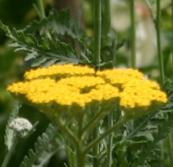 Yarrow Achillea-Coronation-Gold