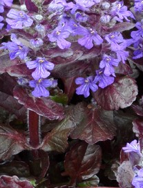 ajuga black scallop c flowers