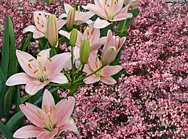 asiatic lily-barberry combination