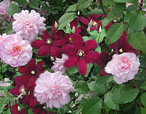 clematis-rose combination