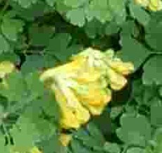 corydalis lutea