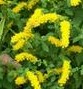 goldenrod Solidago Golden Fleece