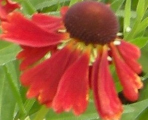 helenium-moerheim-beauty