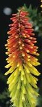 kniphofia_royal_standard