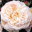 rose grussanaachen detail