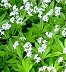 sweet_woodruff with hosta