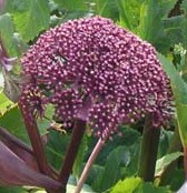 Angelica-gigas