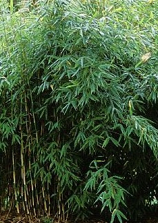 Bamboo Umbrella Fargesia murielae Jumbo