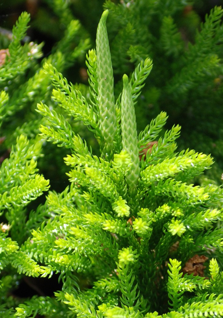 Club moss lycopodium-dendroideum-