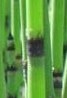 Equisetum-hyemale