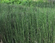 Equisetum in shopping center