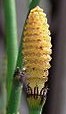 Equisetum_hyemale strobilus