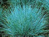 Grass ElijahBlueFescue