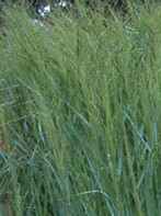 Grass Switch Panicum virgatum Prairie Sky