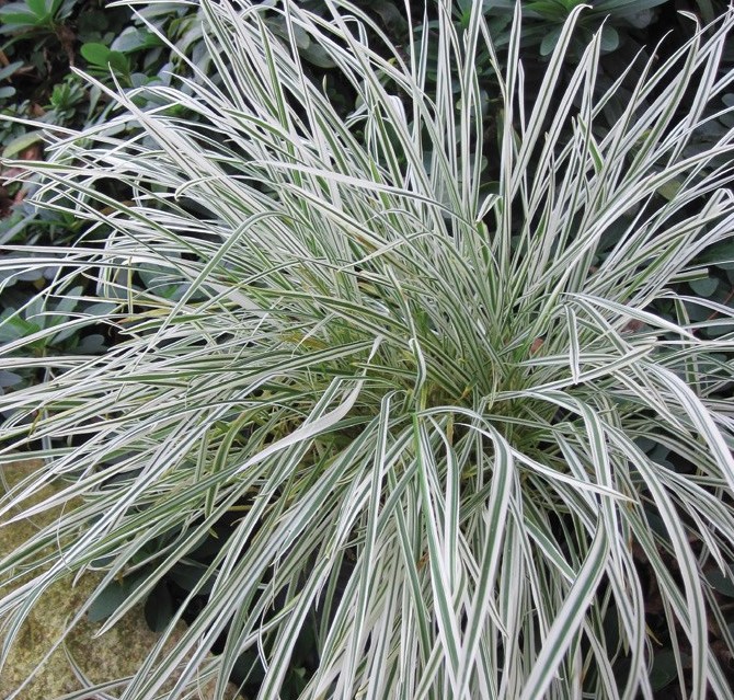 Grass  Variegated  Oat Arrhenatherum elatius bulbosum Variegatum