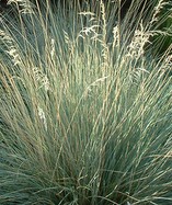 Helictotrichon sempervirens - Blue Oat Grass