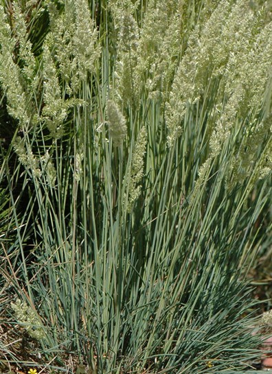 Grass koeleria_glauca