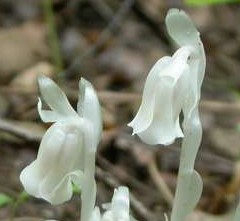 Indian pipe Monotropa uniflora 2