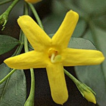 Jasminum florida