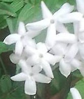 Jasminum grandiflorum 2