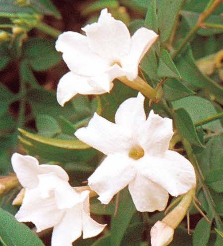 Jasminum officianale