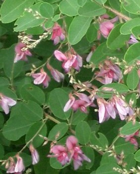 Lespedeza_bicolor bush